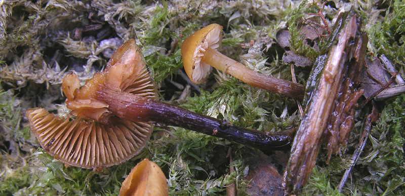 Galerina da determinare n�28.